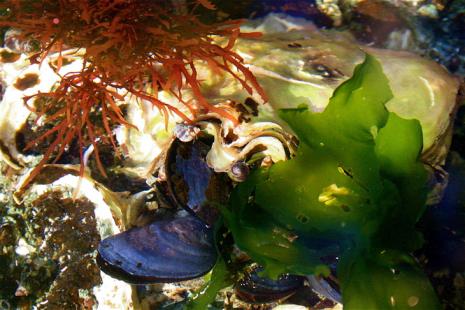 oyster.jpg