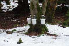 Maple Sugaring,Jan 2009 001.jpg