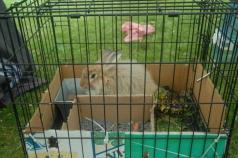 Kirsty's Angora bunny