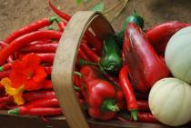 summer produce from the farm Jewel Box Farm