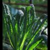 Kale
