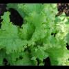 Lettuce