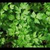 Parsley, flat leaf