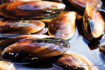 Honey Mussel 2