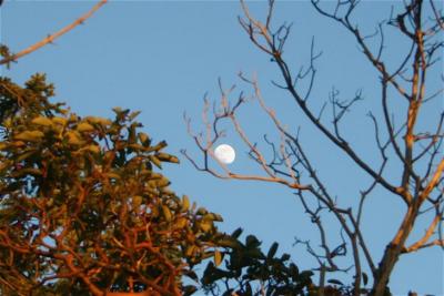 Arbutus moon.jpg
