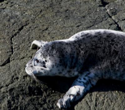 Baby Seal.jpg