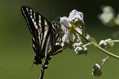 Butterfly_1-2.jpg