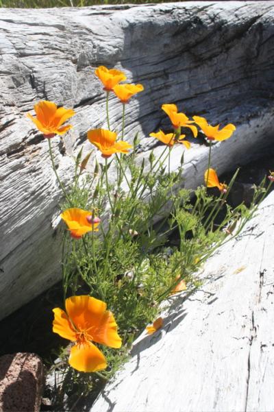 California Poppy.jpg