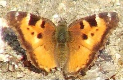 California Tortoiseshell