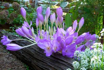 Colchicum autumnale  (False Autumn Crocus ).jpg