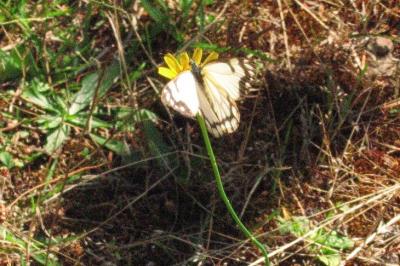 Pine White 