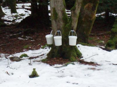 Maple Sugaring,Jan 2009 001.jpg