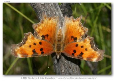 Polygonia_gracilis_zephyrus_Ditch_Camp_White_Mtns_Apache_Co_AZ_USA_12-VII-07_1.jpg