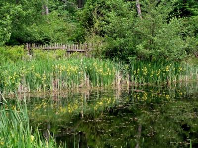 Upper pond with irises.jpg