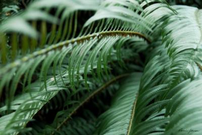 Ferns 