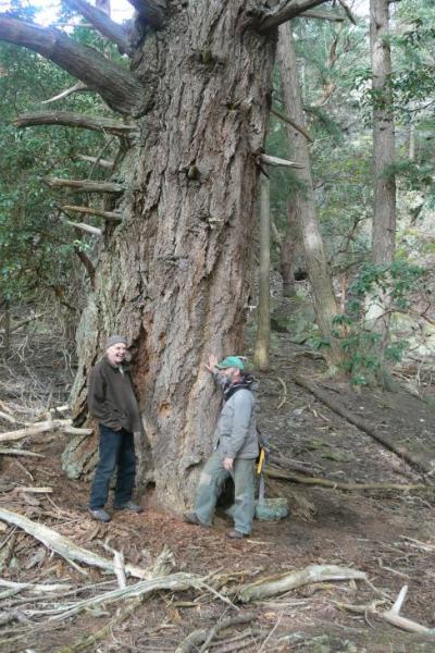 Ecoreserve - Al and Gordon looking at a giant Douglas fir