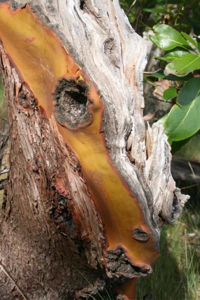 arbutus horse head.jpg