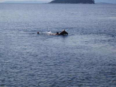 Mermaids and seahorse seen off Lasqueti