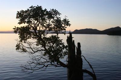 cliff view w arbutus.jpg