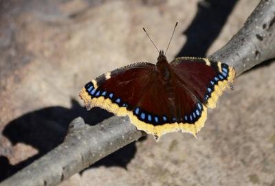 Mourning Cloak (Nymphalis antiopa)