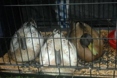 Fall Fair 2011