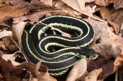 garter_snake.JPG