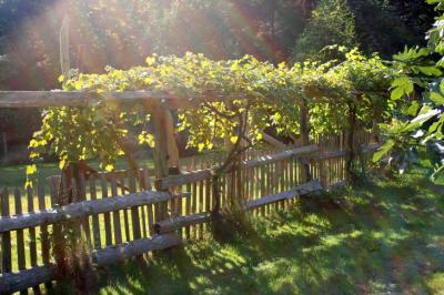 grape trellis.jpg