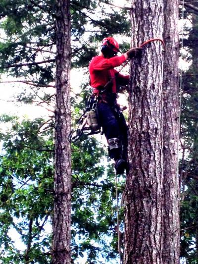 Forestry Demo @ Jessie's Path