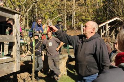 Pruning Demonstration