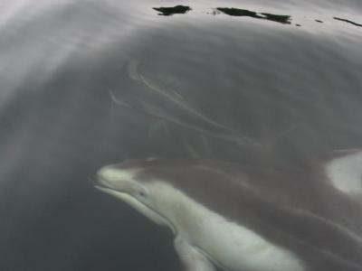 Pacific White Sided Dolphins in False Bay