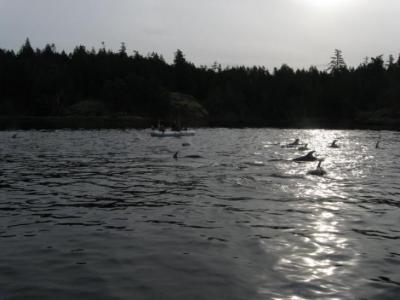 Pacific White Sided Dolphins in False Bay