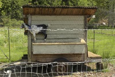 Goats on roof