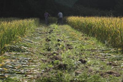 garlic rows