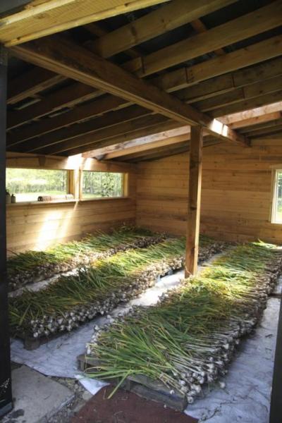 garlic drying