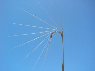 oat harvest 2008 009.jpg