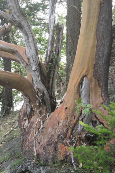 old growth arbutus .jpg