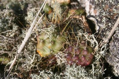 prickly pear_3.jpg