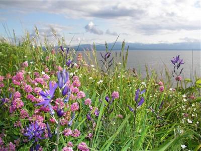 sangster wildflowers.jpg