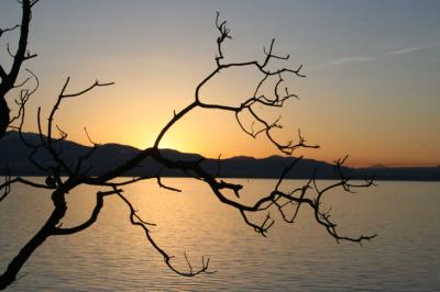 tree skeleton sunset.jpg