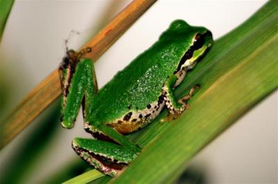 tree_frog.JPG