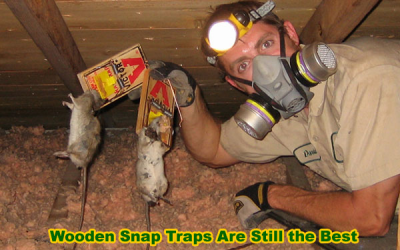 Wooden snap traps are still the best