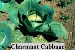 Charmant Cabbage.JPG