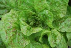 basil 005.JPG