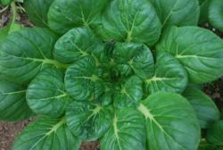 basil 007.JPG
