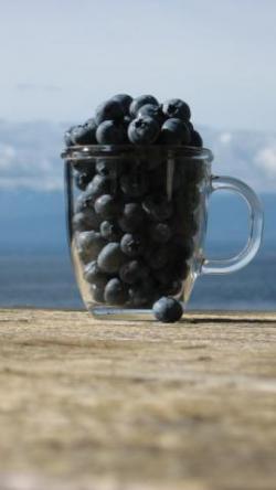 Organic Blueberries from Douglas Farm blueberries.jpg