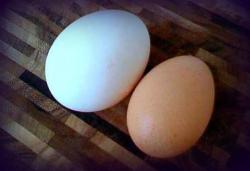 Duck Eggs