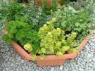 fresh & dried herbs.jpeg