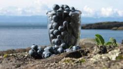 The Old Douglas Farm blueberries
