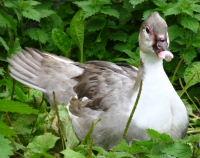 Lavender Muscovy Ducks