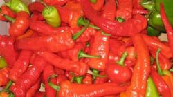 peppers.jpg